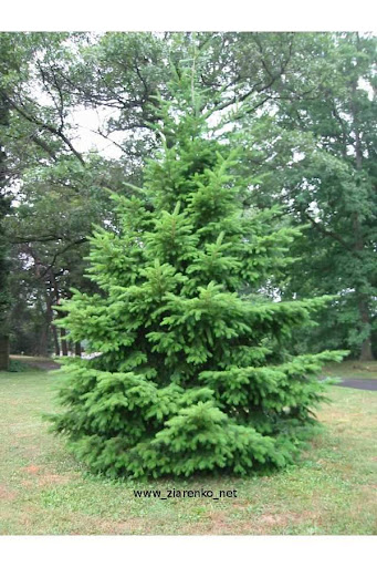 Daglezja zielona, Świąteczne drzewko (Pseudotsuga menziesii)