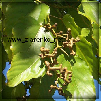 Howenia s�odka (Hovenia dulcis)