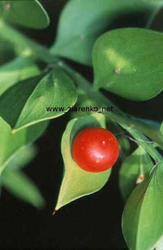 Ruszczyk kolczasty (Ruscus aculeatus)
