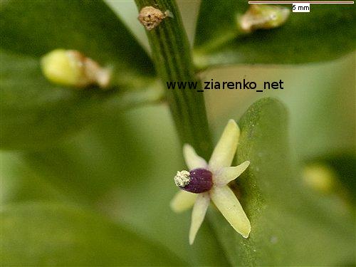 Ruszczyk kolczasty (Ruscus aculeatus)