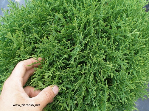 �ywotnik zachodni (Thuja occidentalis)