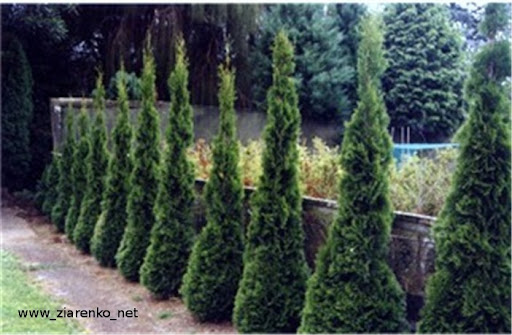 Żywotnik zachodni (Thuja occidentalis)