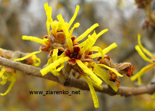 Oczar mi�kkow�osy (Hamamelis mollis)