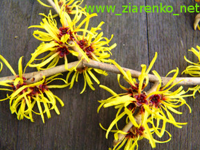 Oczar mi�kkow�osy (Hamamelis mollis)