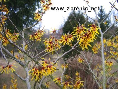 Oczar mi�kkow�osy (Hamamelis mollis)