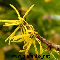 Oczar mi�kkow�osy (Hamamelis mollis)