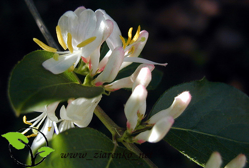 Wiciokrzew Maacka (Lonicera maackii)