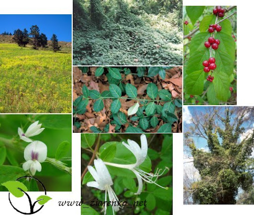 Wiciokrzew Maacka (Lonicera maackii)