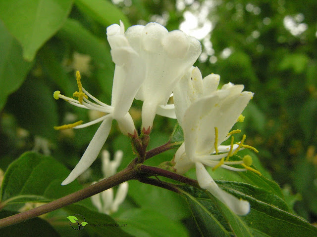 Wiciokrzew Maacka (Lonicera maackii)