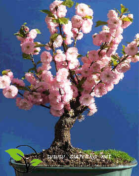 Migda�ek tr�jklapowy (Prunus triloba)