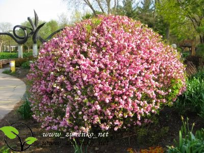 Migdałek trójklapowy (Prunus triloba)