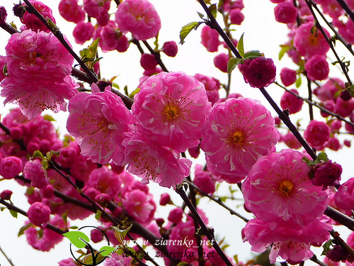 Migda�ek tr�jklapowy (Prunus triloba)