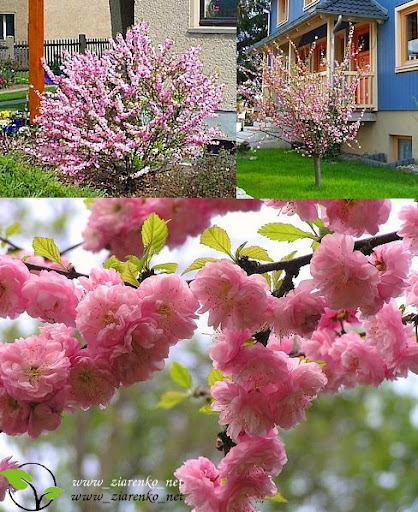 Migda�ek tr�jklapowy (Prunus triloba)