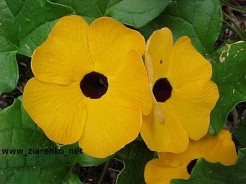 Tunbergia (Tunbergia alata)