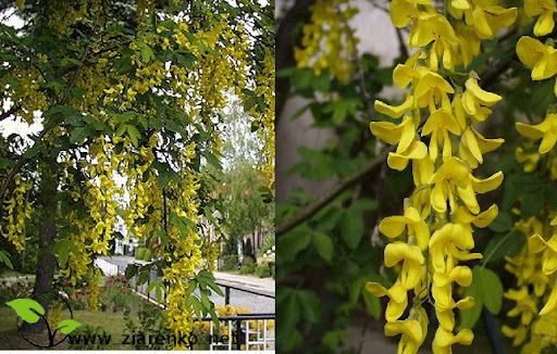 Z�otokap (Laburnum anagyroides)