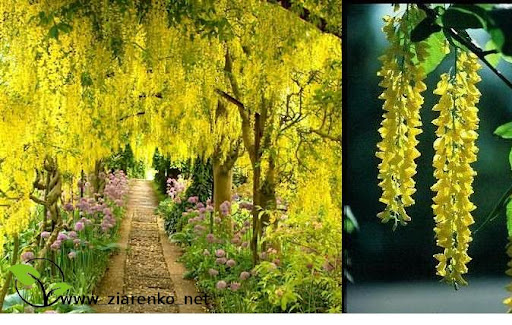 Z�otokap (Laburnum anagyroides)