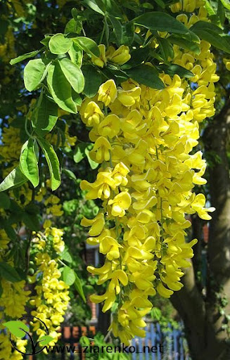 Z�otokap (Laburnum anagyroides)