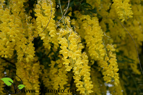 Z�otokap (Laburnum anagyroides)