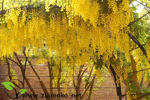 Z�otokap (Laburnum anagyroides)