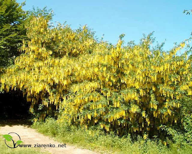 Z�otokap (Laburnum anagyroides)