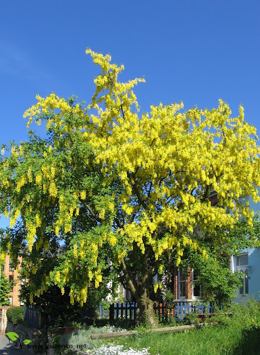Z�otokap (Laburnum anagyroides)