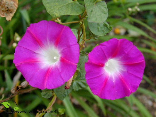 Wilec purpurowy ''niebia�skie pn�cze'' ( Ipomoea purpurea )