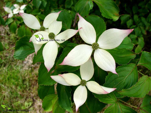 Dere� Kousa (Cornus kousa chinensis)
