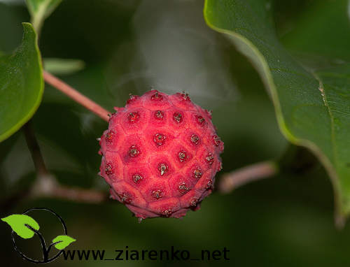 Dere� Kousa (Cornus kousa chinensis)