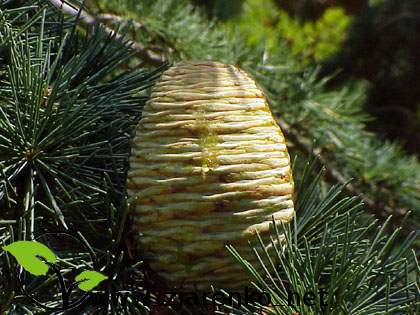 Cedr libański (Cedrus libanii)