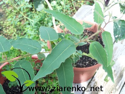 Eukaliptus cytrynowy (Eucalyptus citriodora,Corymbia citriodora)