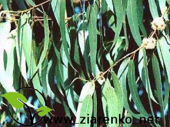 Eukaliptus cytrynowy (Eucalyptus citriodora,Corymbia citriodora)