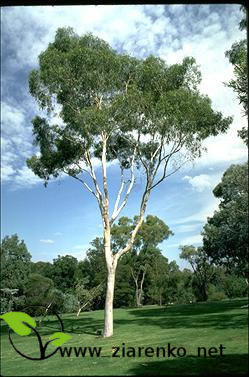 Eukaliptus cytrynowy (Eucalyptus citriodora,Corymbia citriodora)