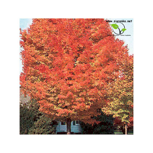 Klon cukrowy, Sugar maple (Acer saccharum)