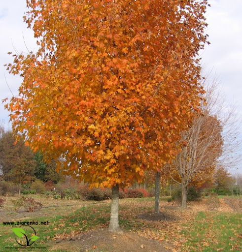 Klon cukrowy, Sugar maple (Acer saccharum)