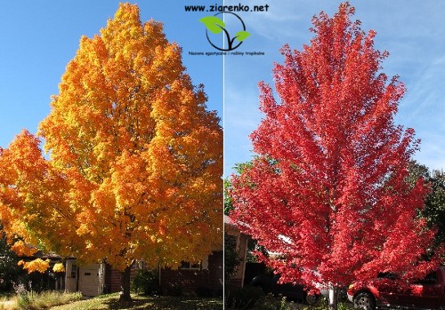 Klon cukrowy, Sugar maple (Acer saccharum)