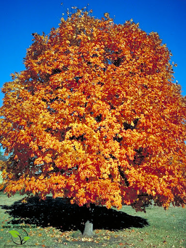 Klon cukrowy, Sugar maple (Acer saccharum)