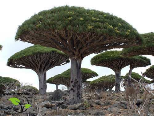 Dracena smocza, drzewo smocze, smokowiec (Dracaena draco)
