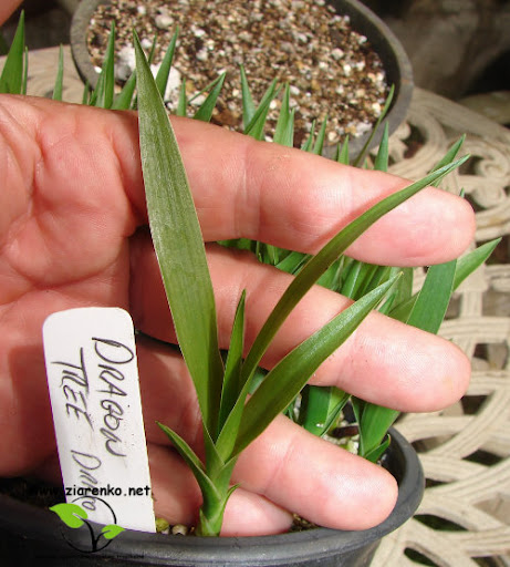 Dracena smocza, drzewo smocze, smokowiec (Dracaena draco)