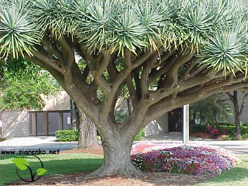 Dracena smocza, drzewo smocze, smokowiec (Dracaena draco)