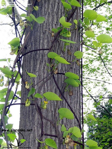 Kokornak mandżurski (Aristolochia manshuriensis)