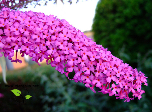 Budleja Dawida (Buddleja davidii)