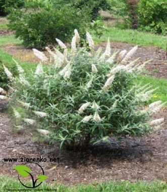 Budleja Dawida (Buddleja davidii)