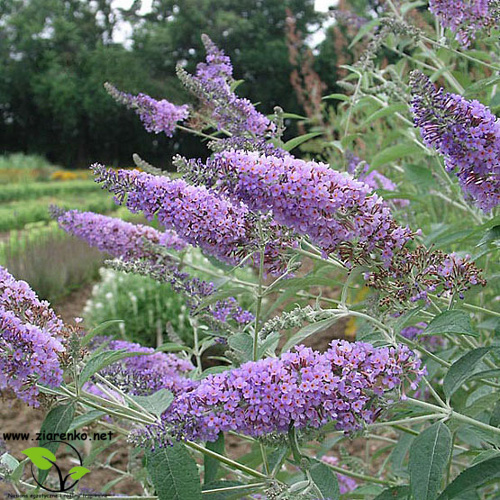 Budleja Dawida (Buddleja davidii)