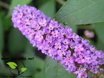 Budleja Dawida (Buddleja davidii)