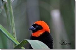 red-bishop-2 red-bishop-2