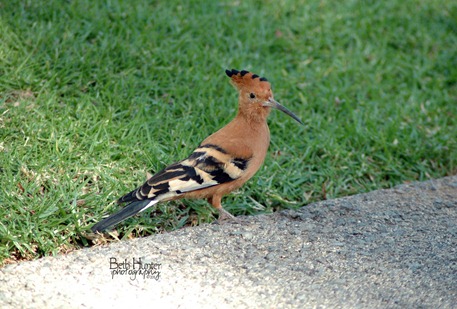 African-Hoopoes African-Hoopoes