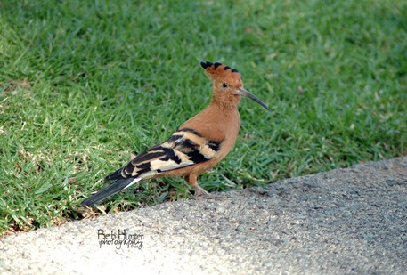 African-Hoopoes