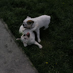 Győr 2010.04.18 100.JPG