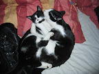 Puma och Tiger tvättar varann