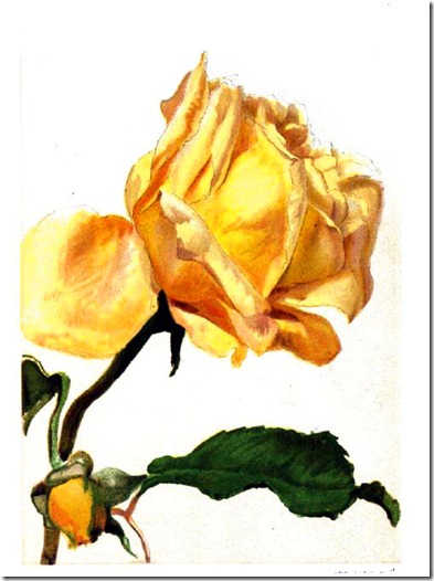 rose3_rpfh rose3_rpfh
